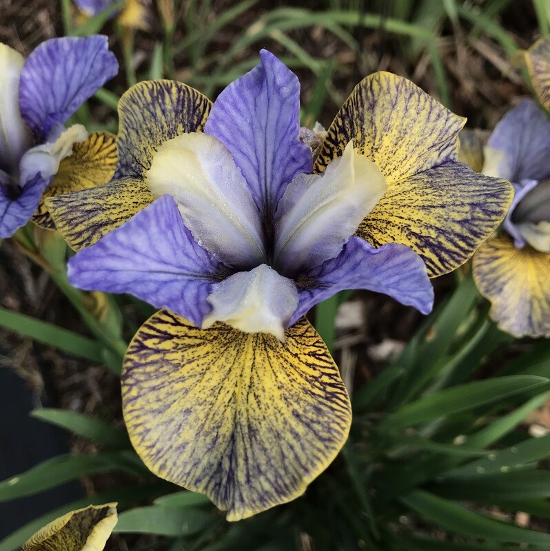 Art in Bloom