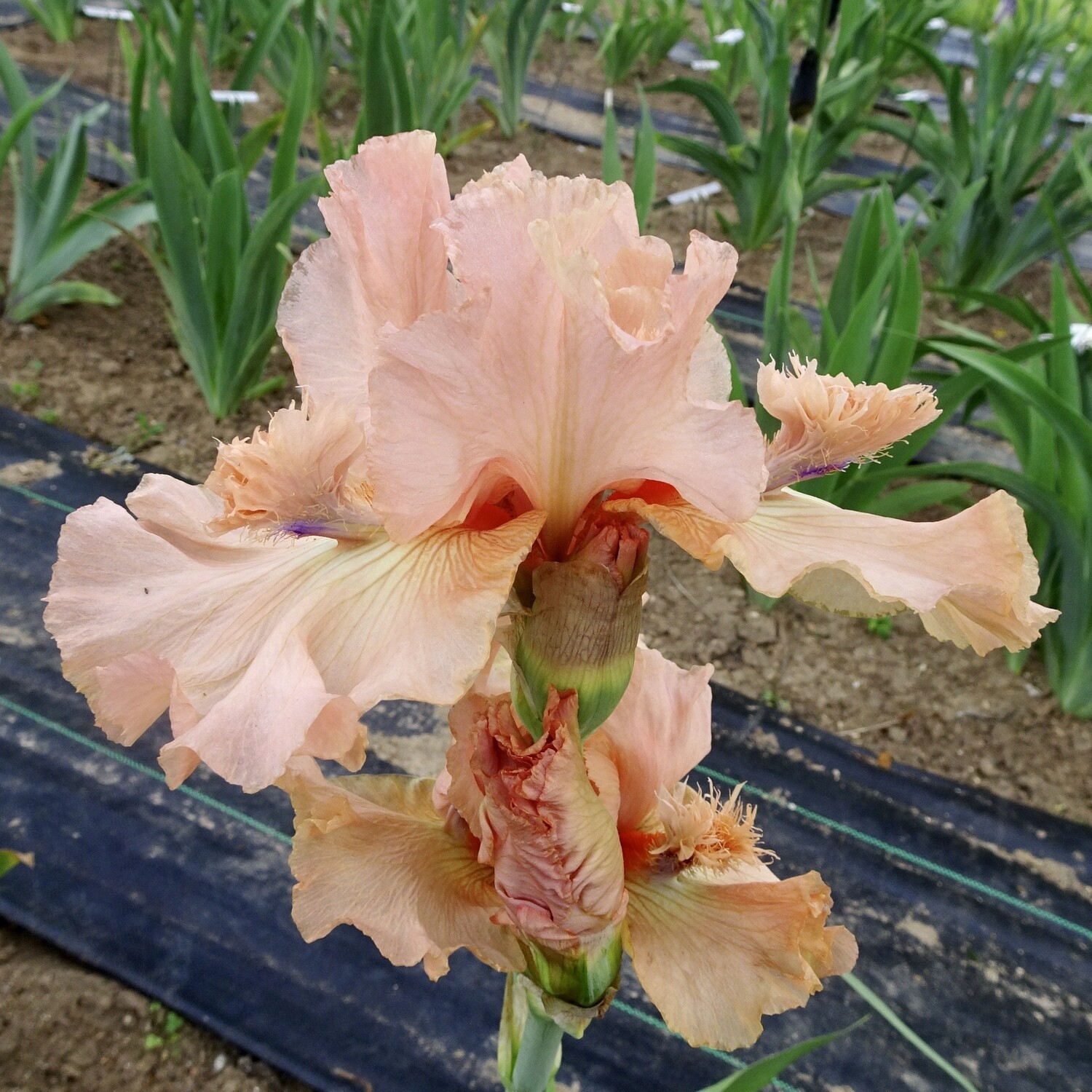 High Flying Flamingo