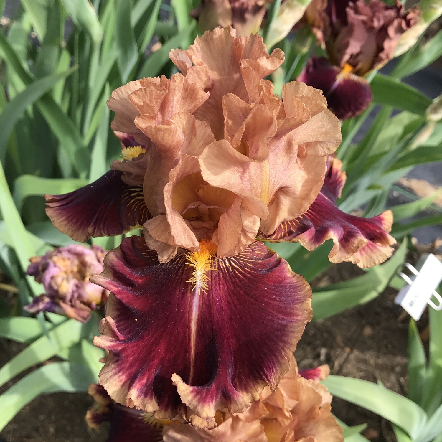 Mosey Along Iris Catalog