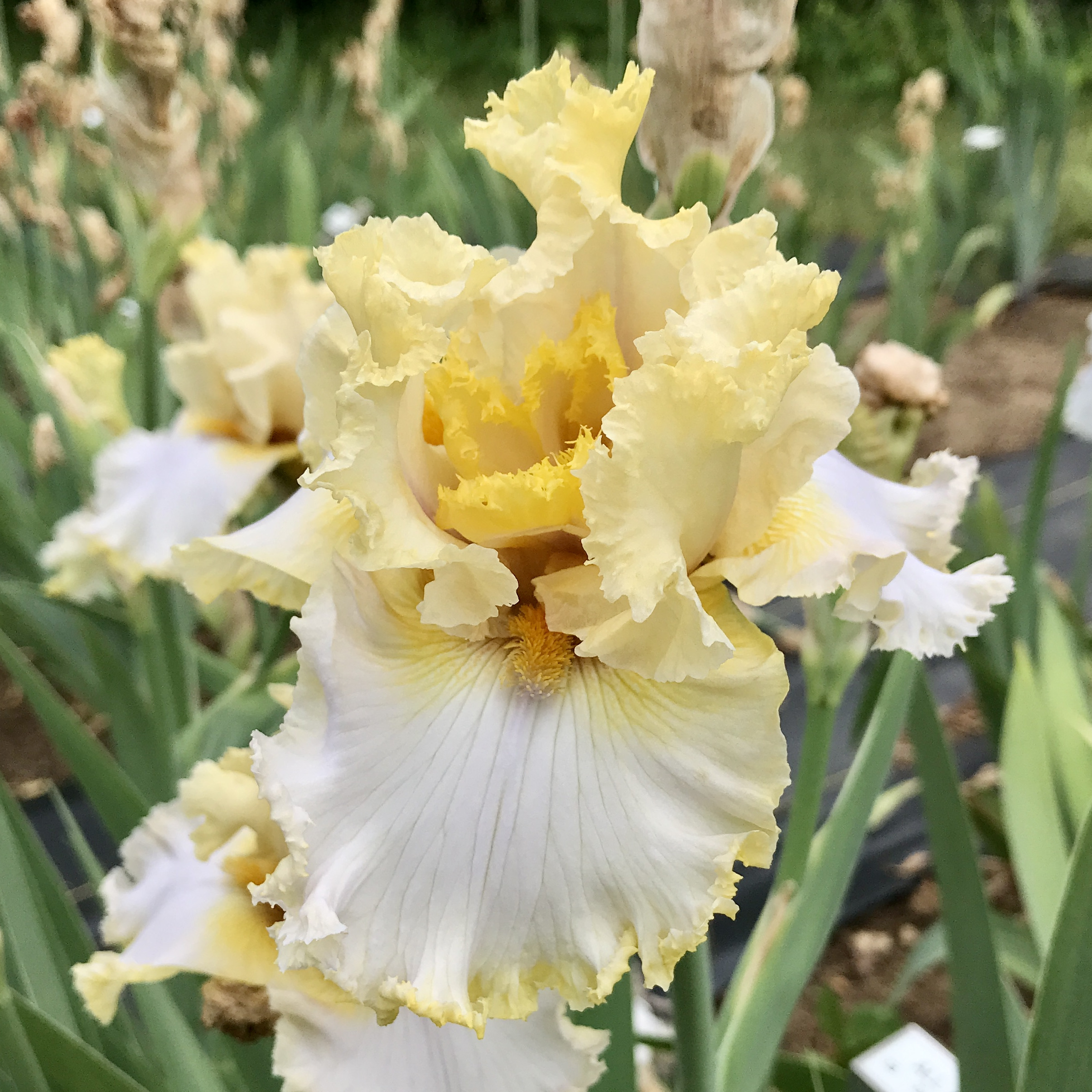 Tall Bearded – Iris Catalog