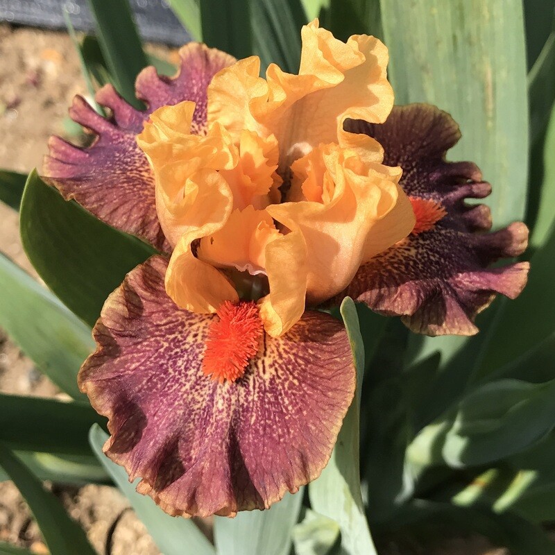 All Iris AZ Iris Catalog