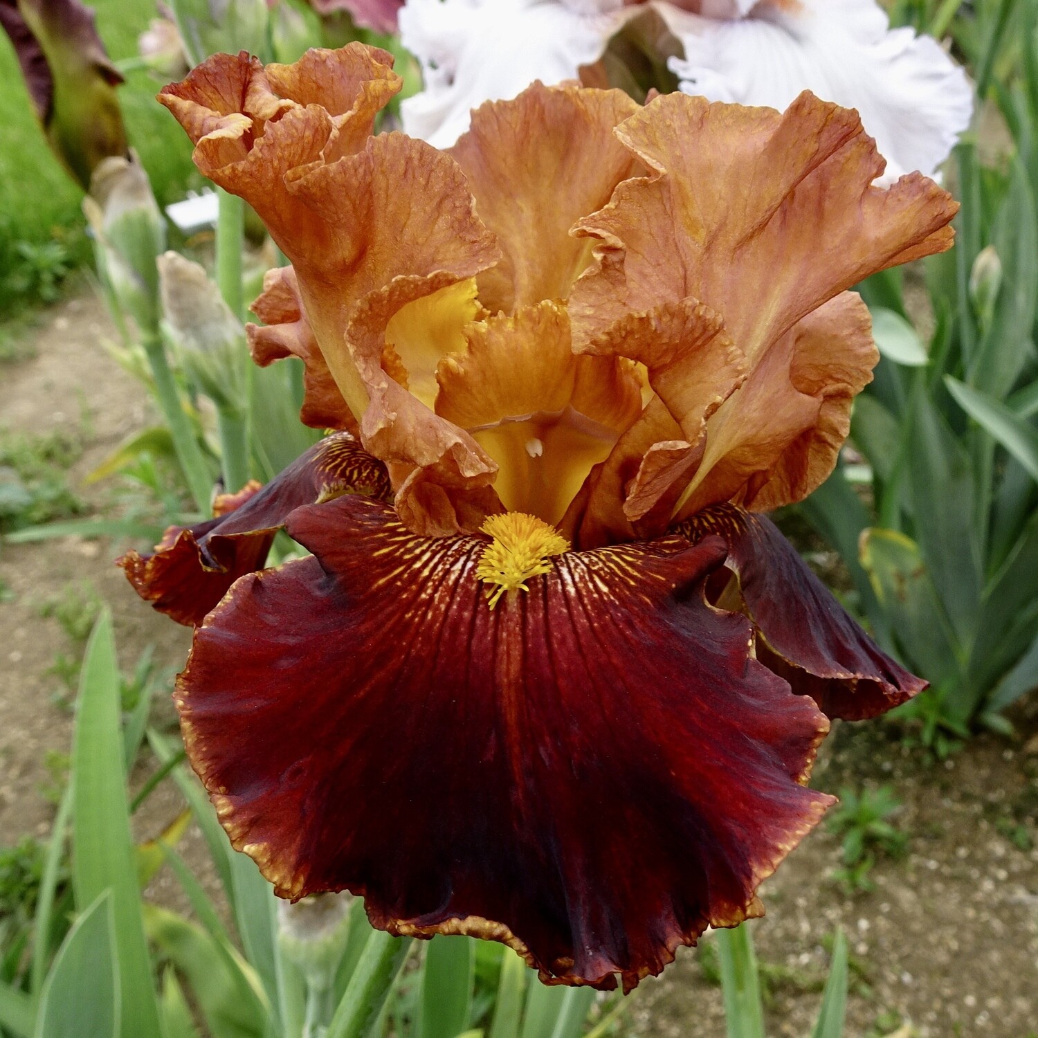 All Iris AZ Iris Catalog