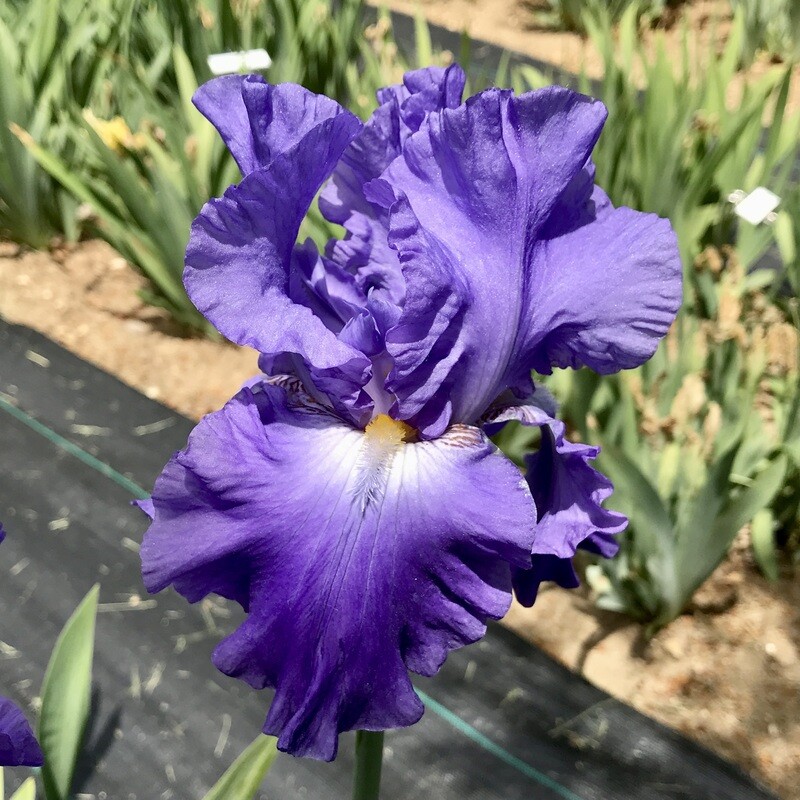 Iris Catalog