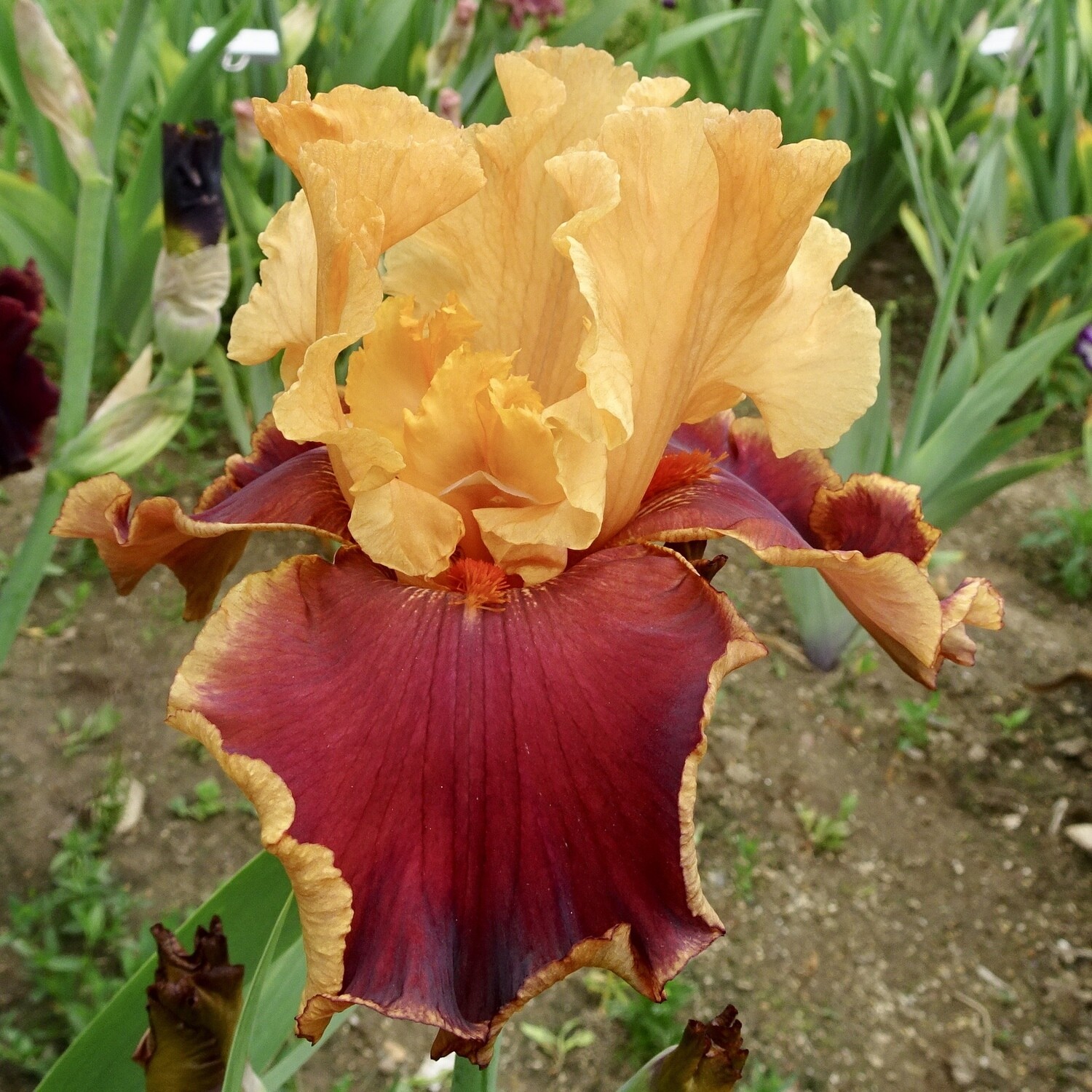 Cowboy Campfire Iris Catalog