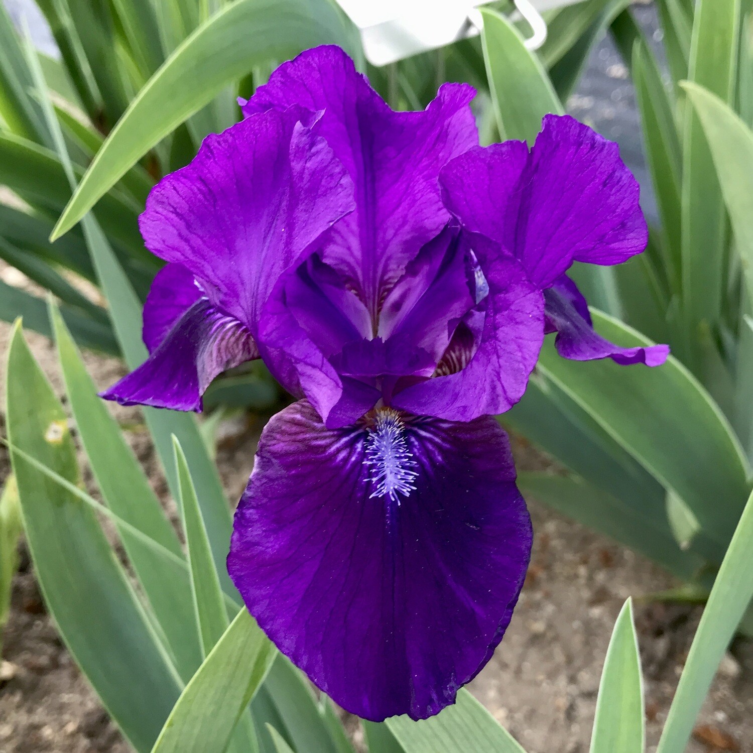 New for 2024 Iris Catalog