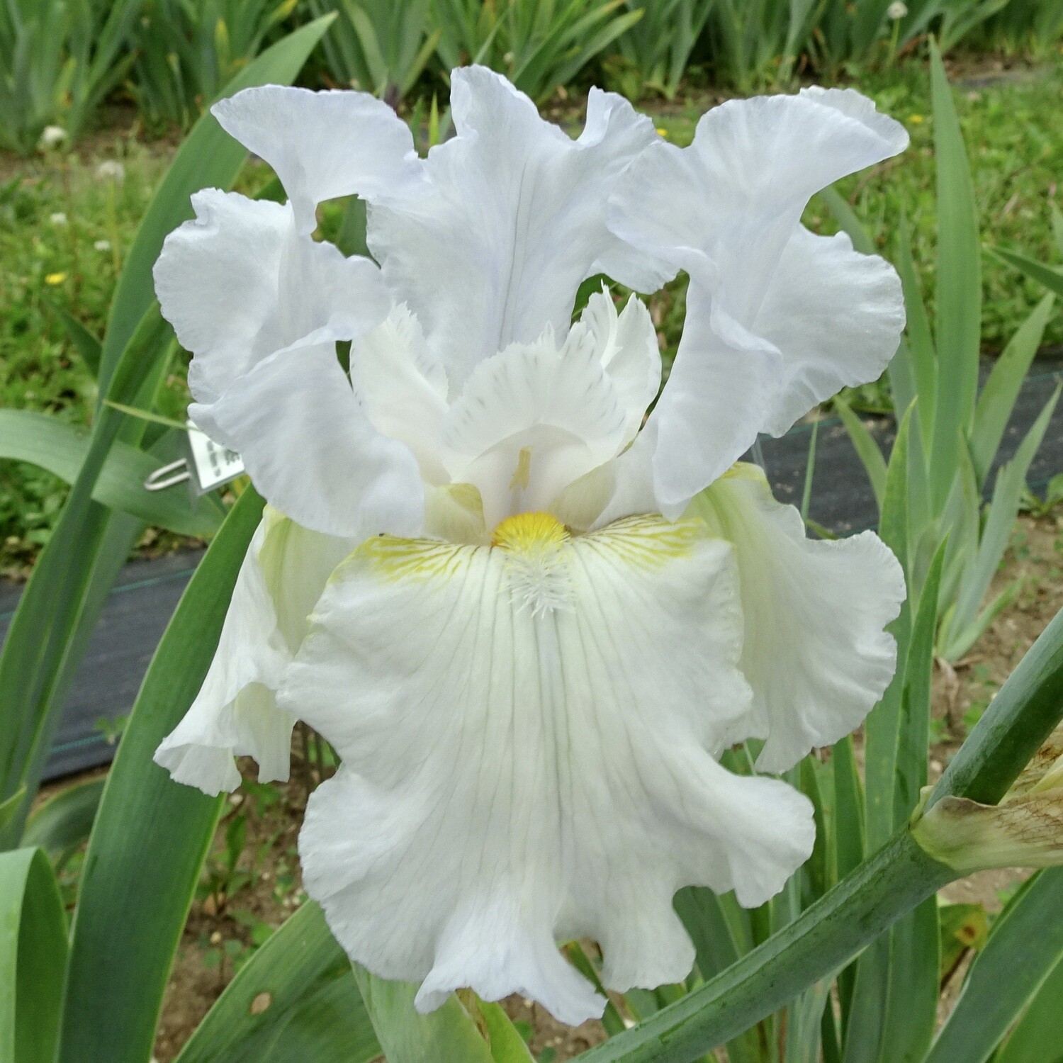 Iris Catalog