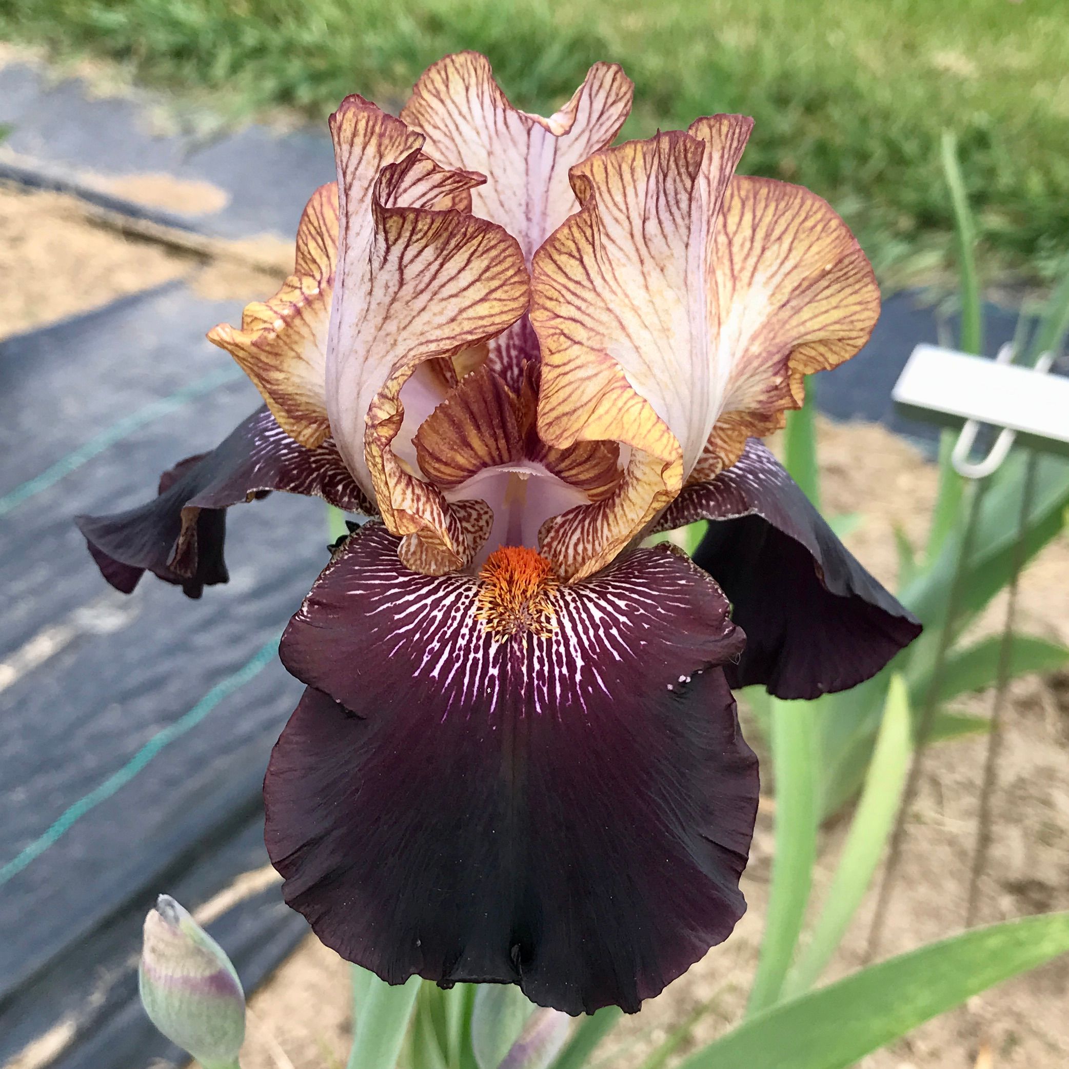 All Iris A-Z – Iris Catalog