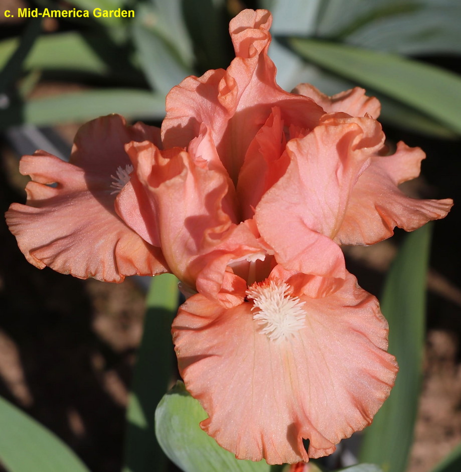 iris　花山椒　200g iris 花山椒 200g Mixed Color Japanese Iris Bulbs For Sale