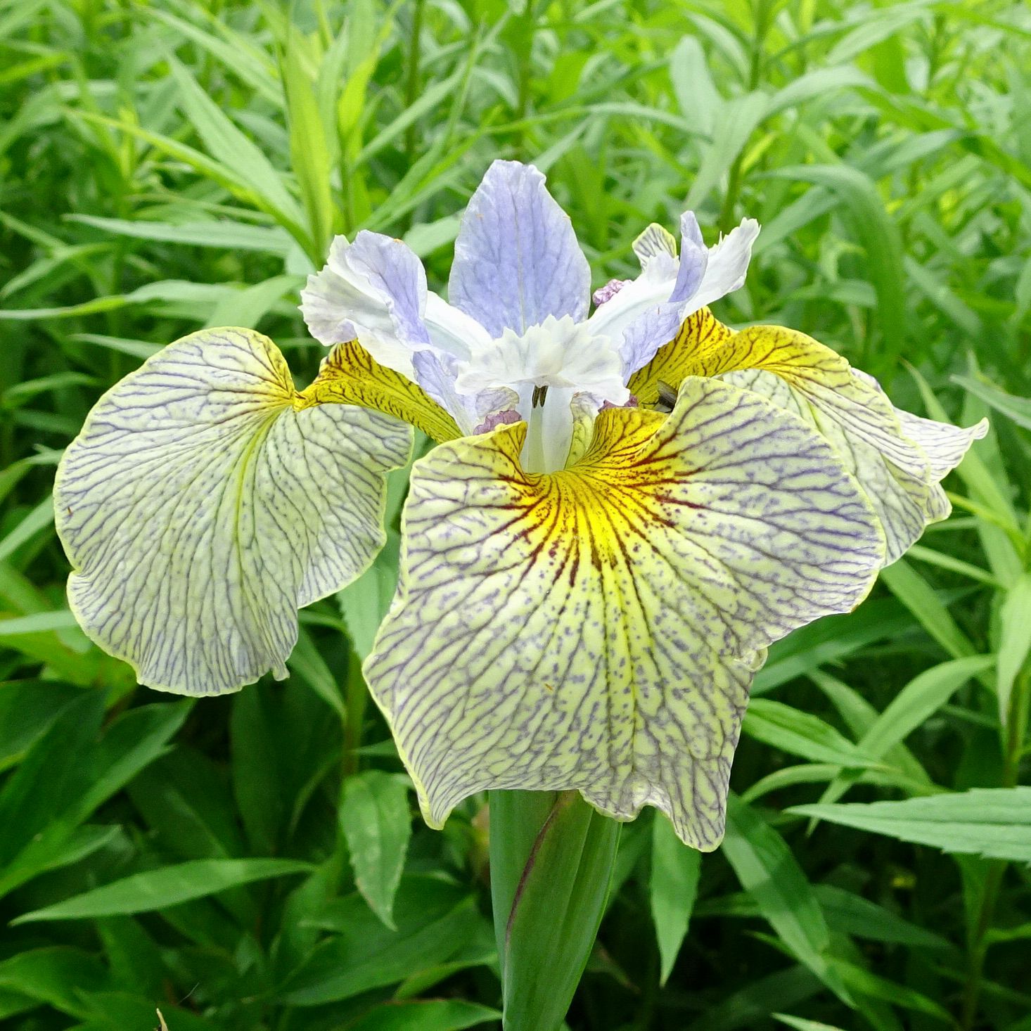 All Iris A-Z – Iris Catalog