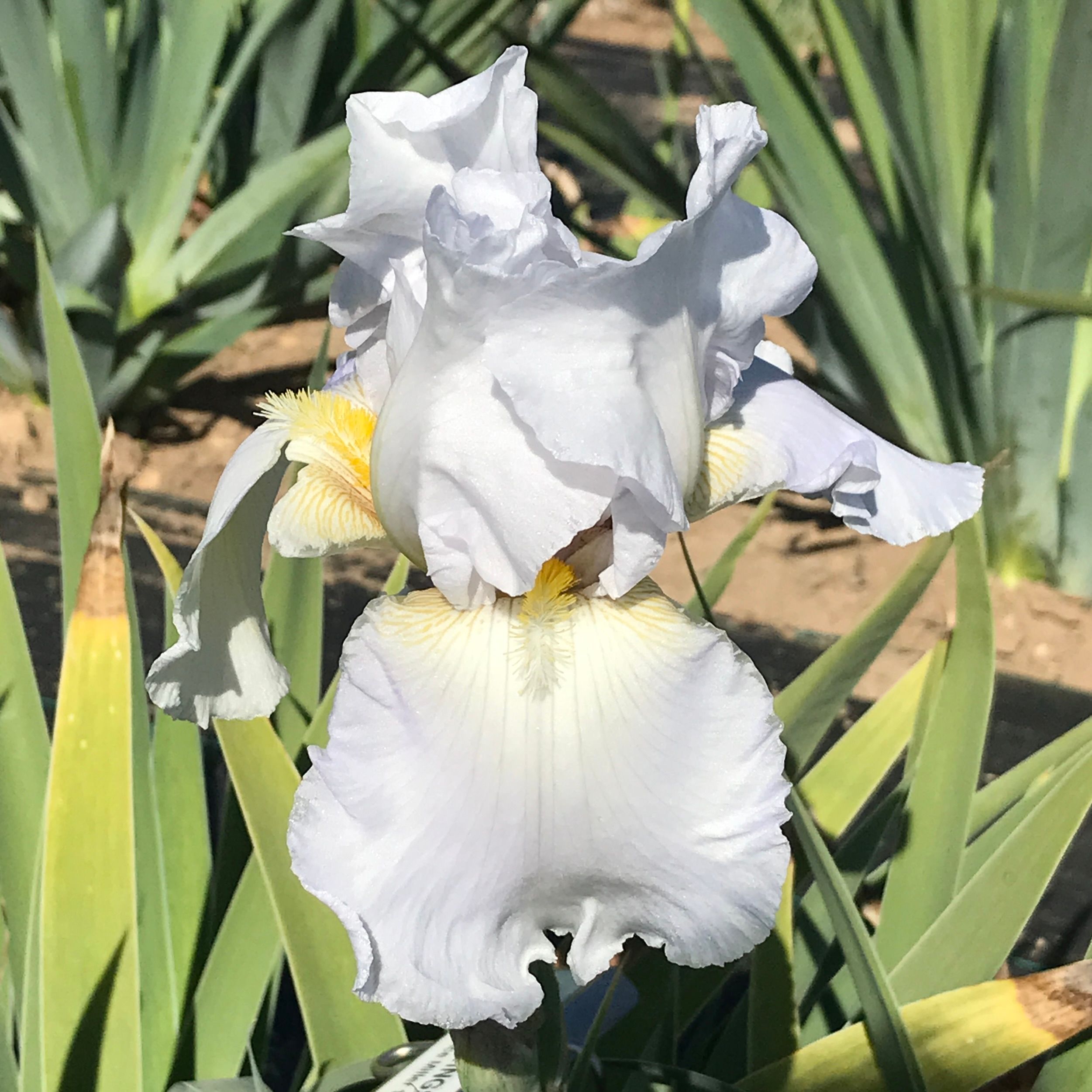 All Iris A-Z – Iris Catalog