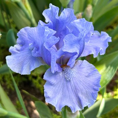 All Iris A-Z – Iris Catalog