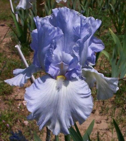 Azure Whir