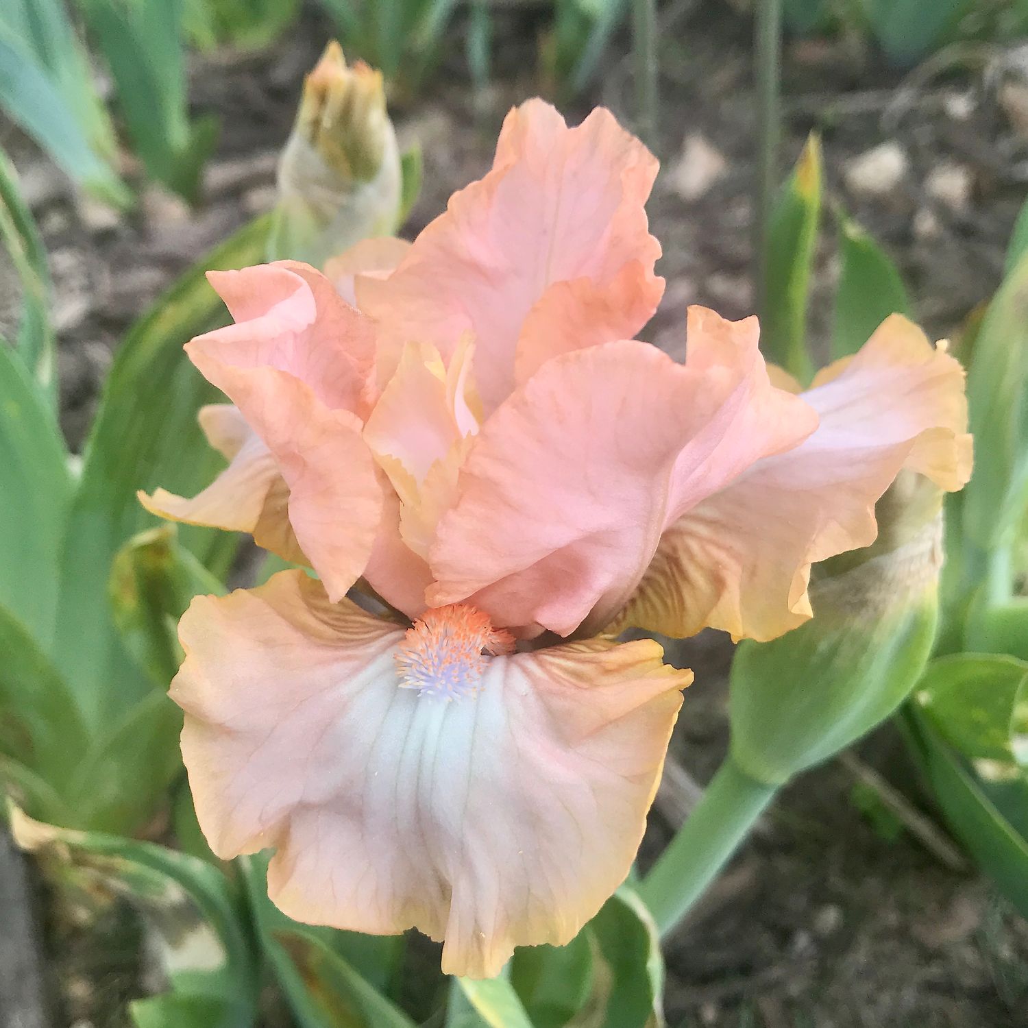 Dinky Pinky