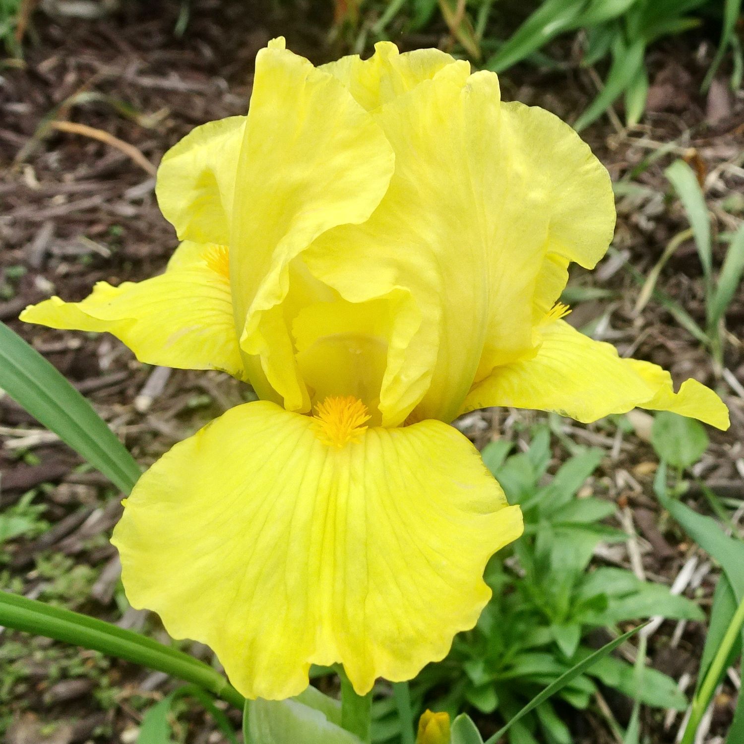 Maui Gold