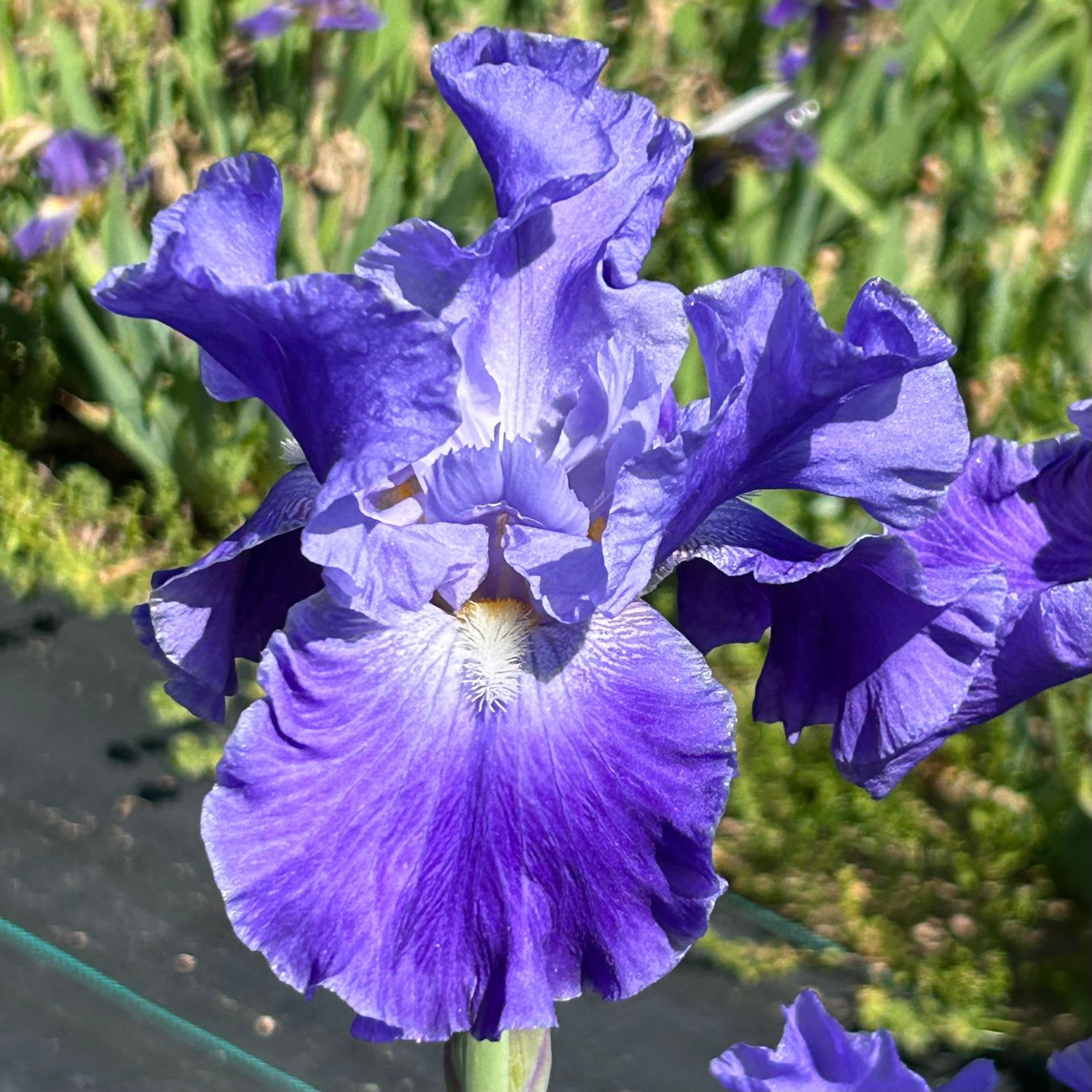 Metro Blue