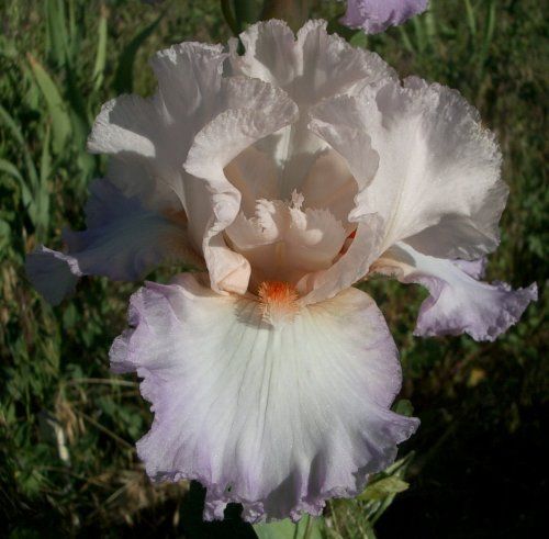 Pulse Of The Morning