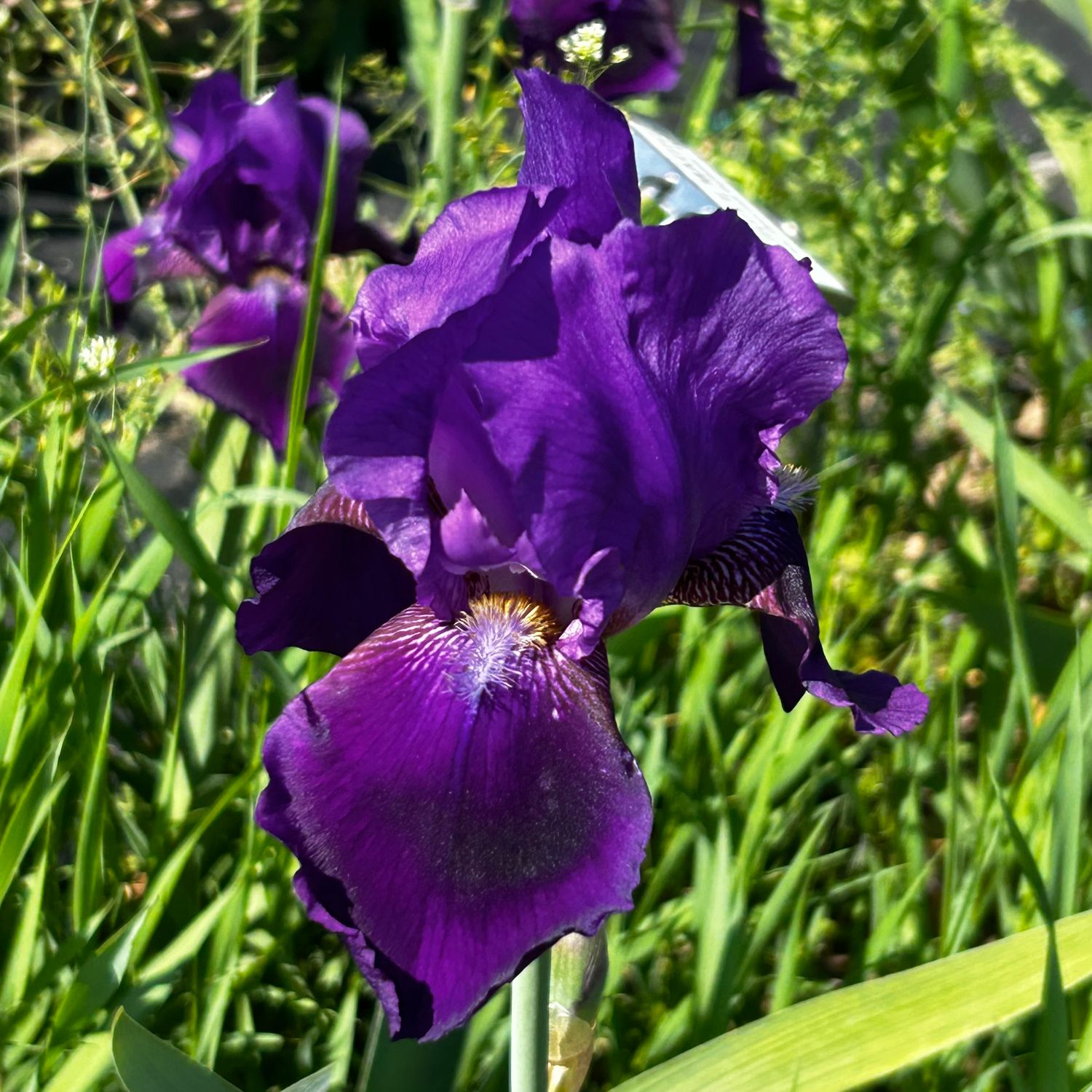 Purple Magic