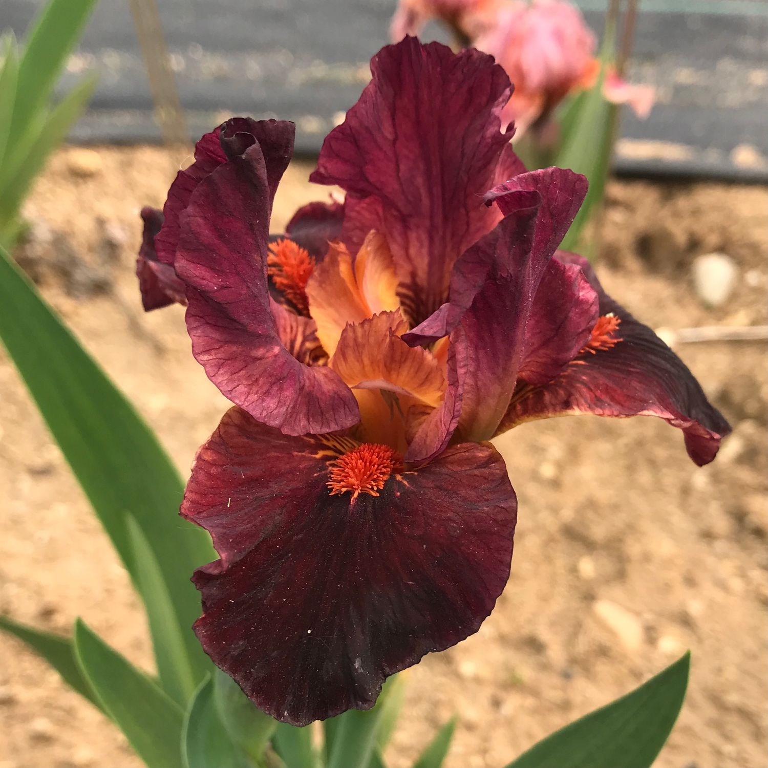 Red Norma