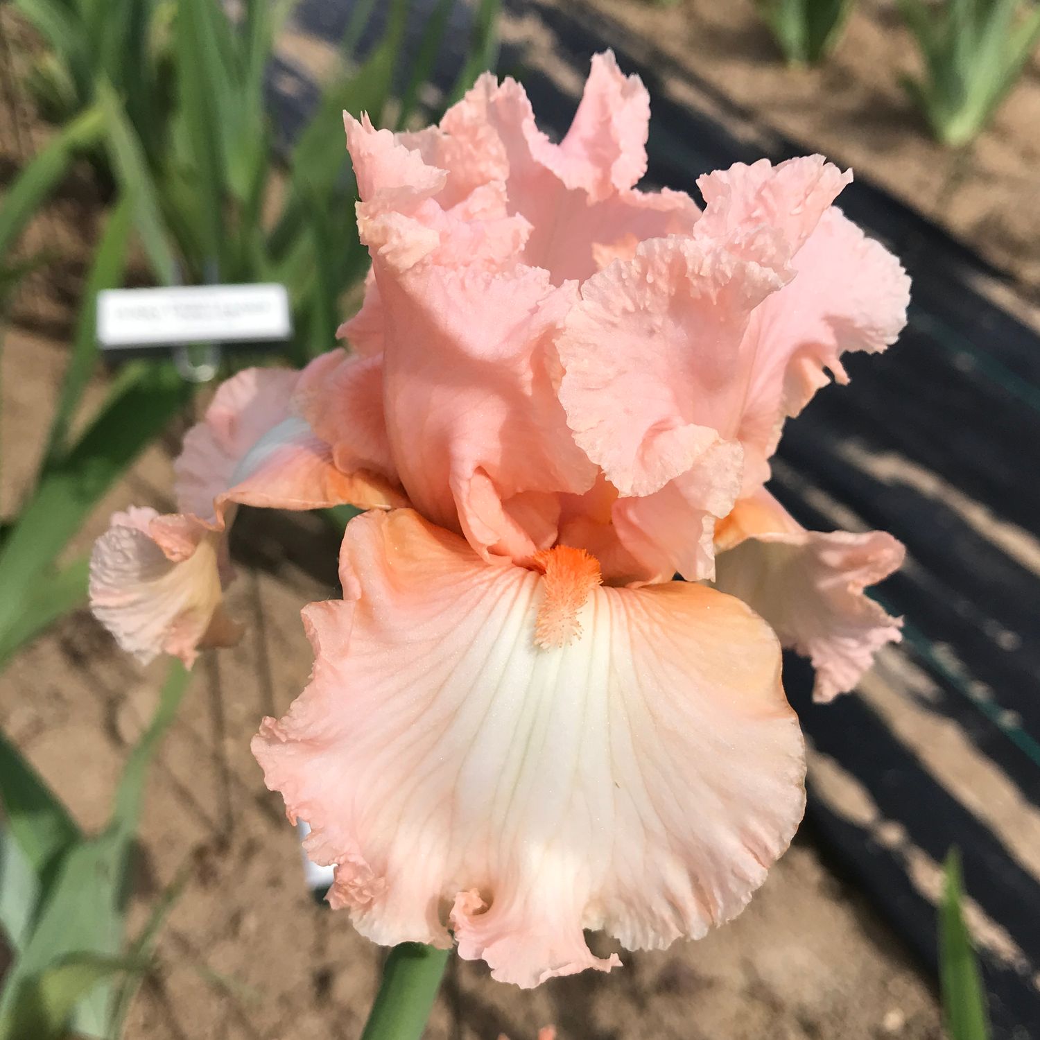Sterling Blush