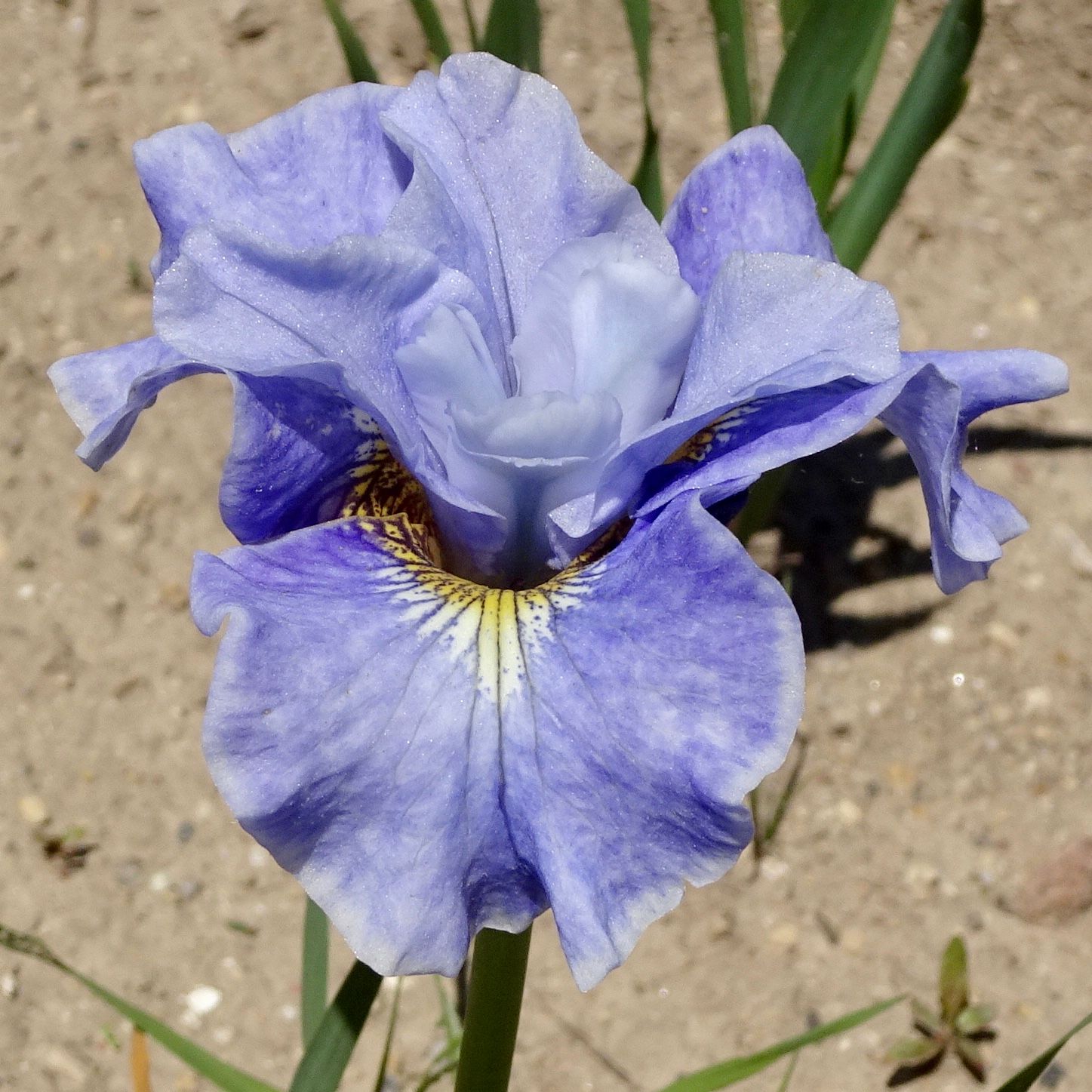 Tutu Blue