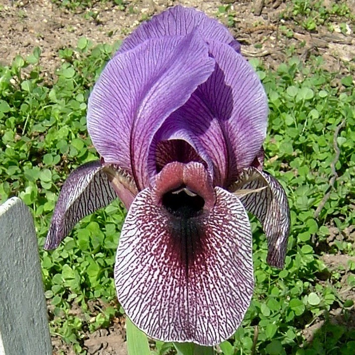 Dardanus