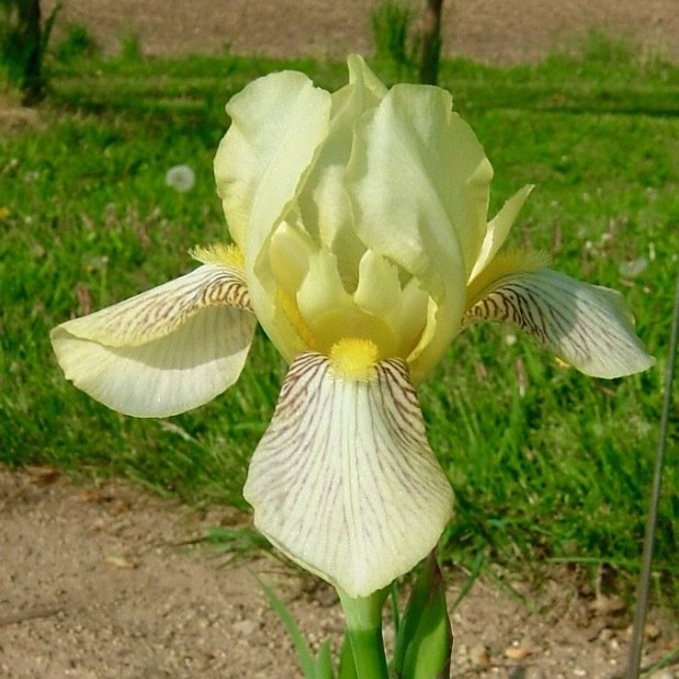 Flavescens Flavescens