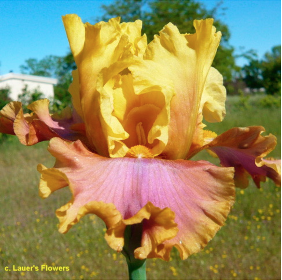 Nice Job Iris Catalog