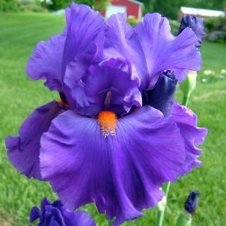 Blue-Violet