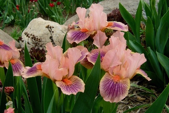 Irisページ All Iris A-Z – Iris Catalog