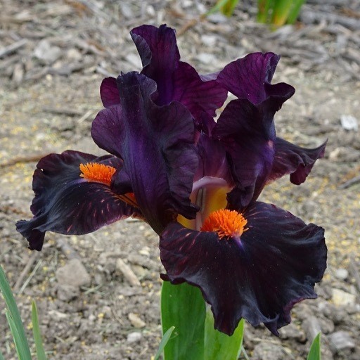 Matador&#39;s Cape