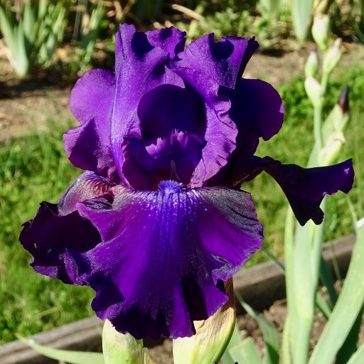 Rosalie Figgie