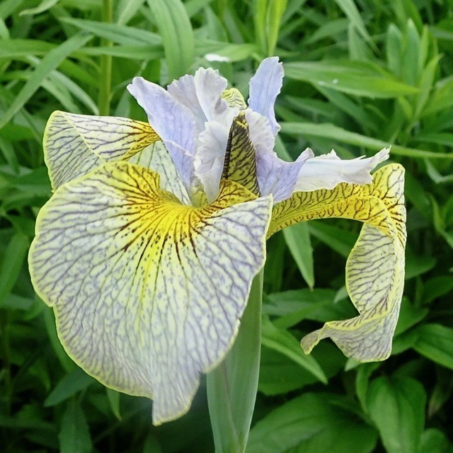 All Iris A-Z – Iris Catalog