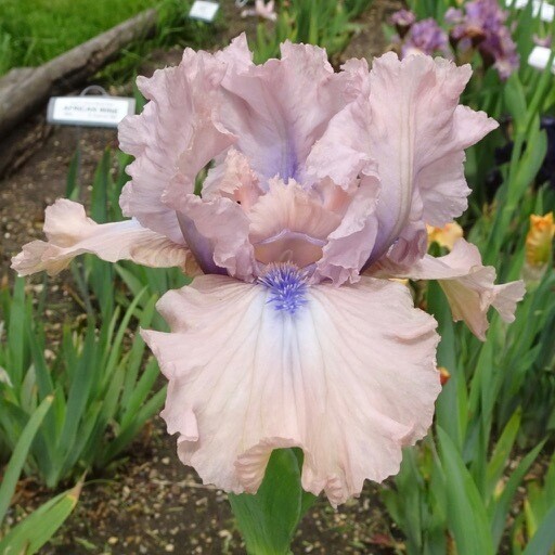 All Iris A-Z – Iris Catalog