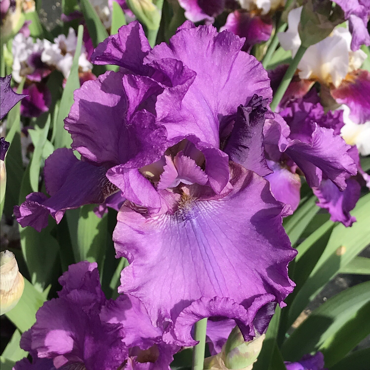 All Iris A-Z – Iris Catalog