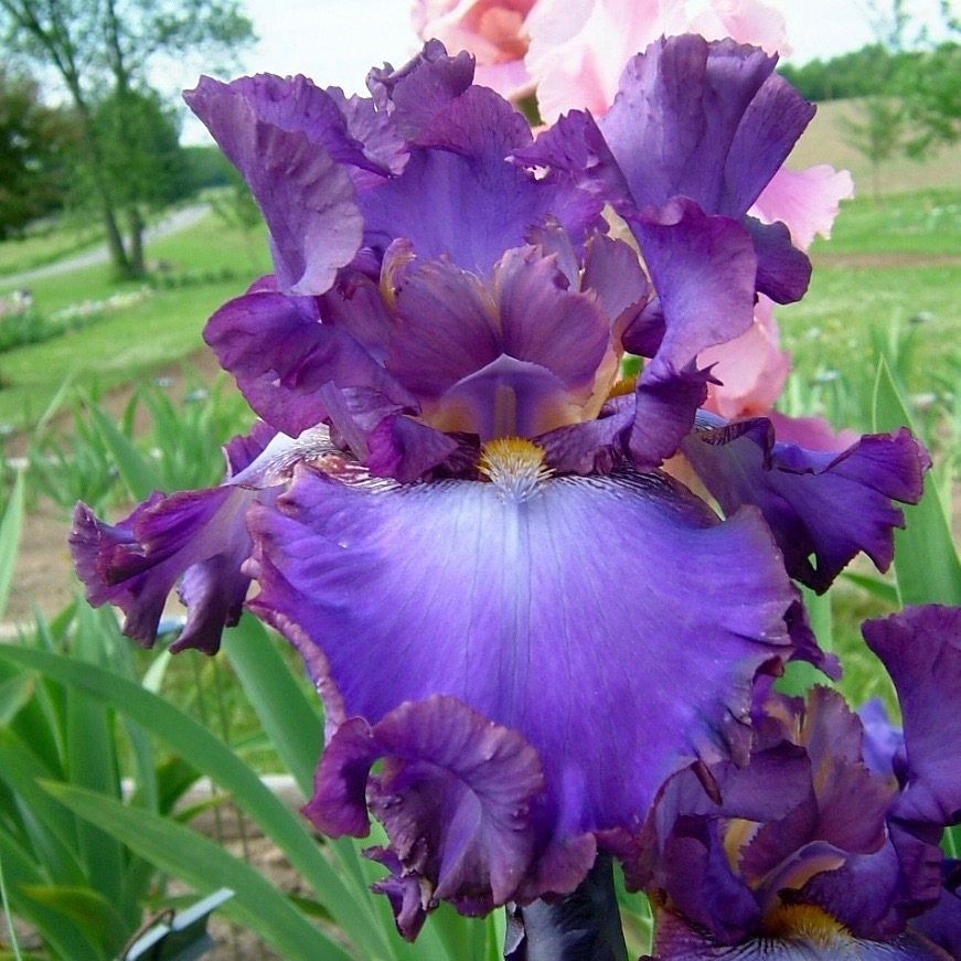 All Iris A-Z – Iris Catalog