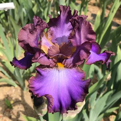 All Iris A-Z – Iris Catalog