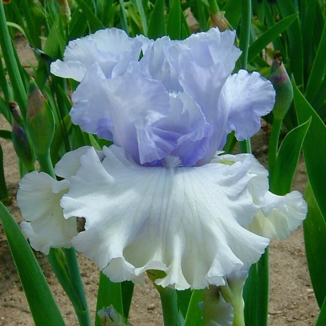 All Iris A-Z – Iris Catalog
