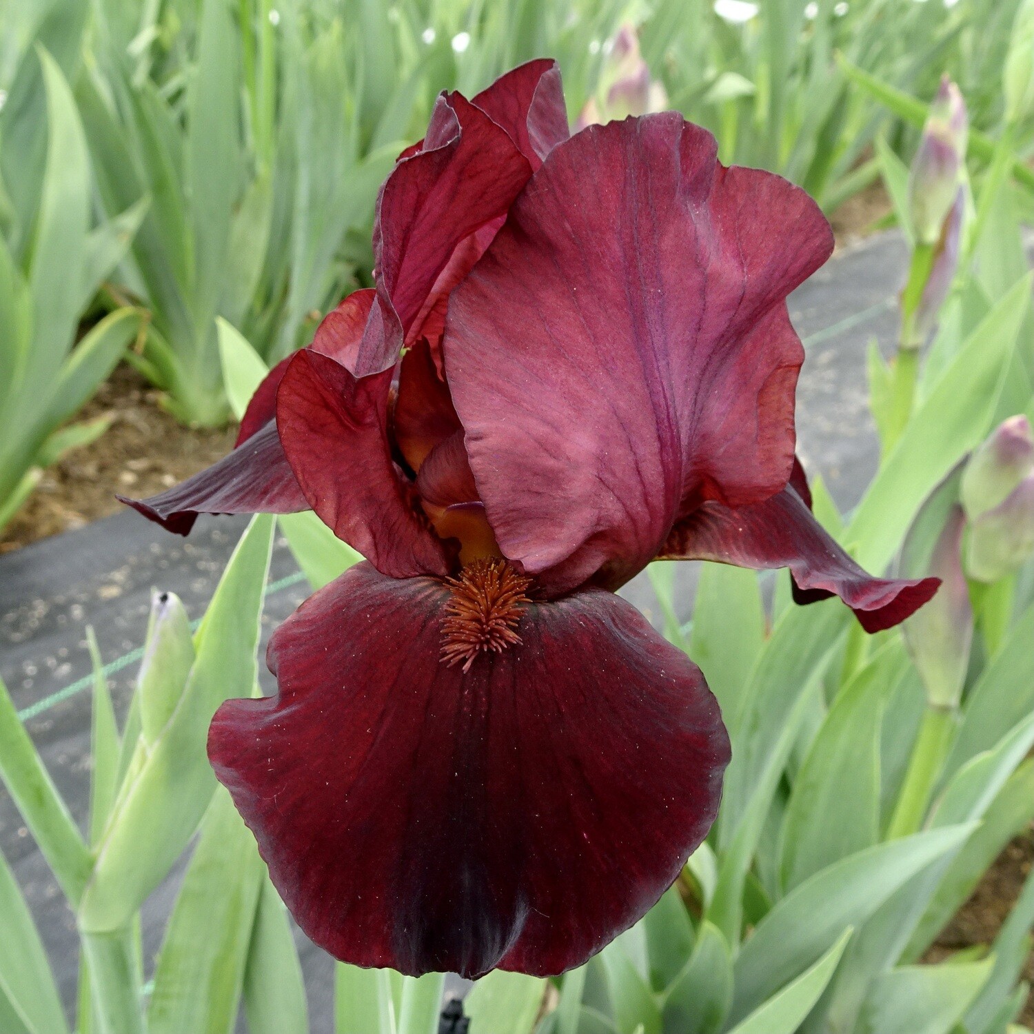 All Iris A-Z – Iris Catalog