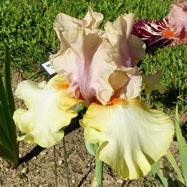 All Iris A-Z – Iris Catalog