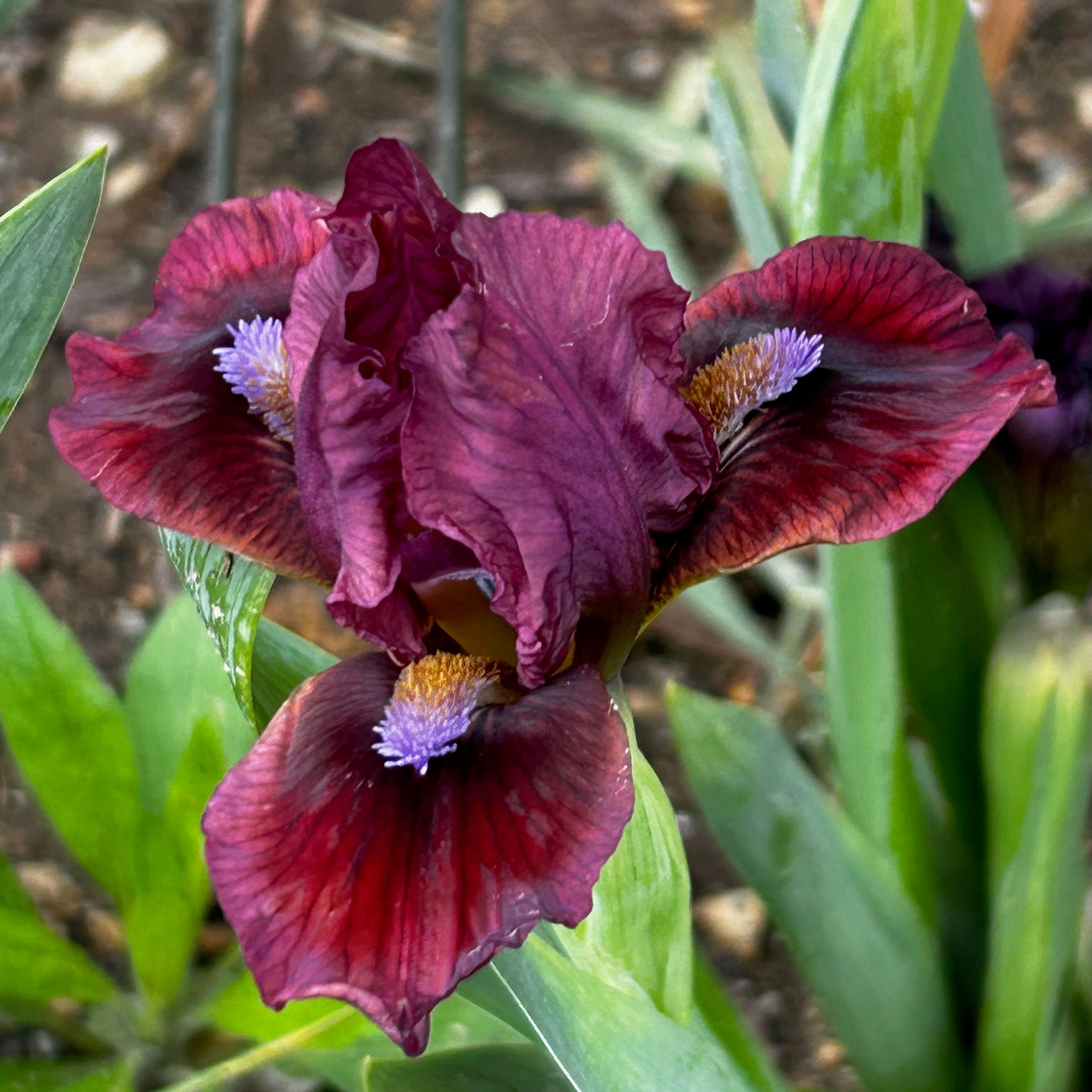 All Iris A-Z – Iris Catalog