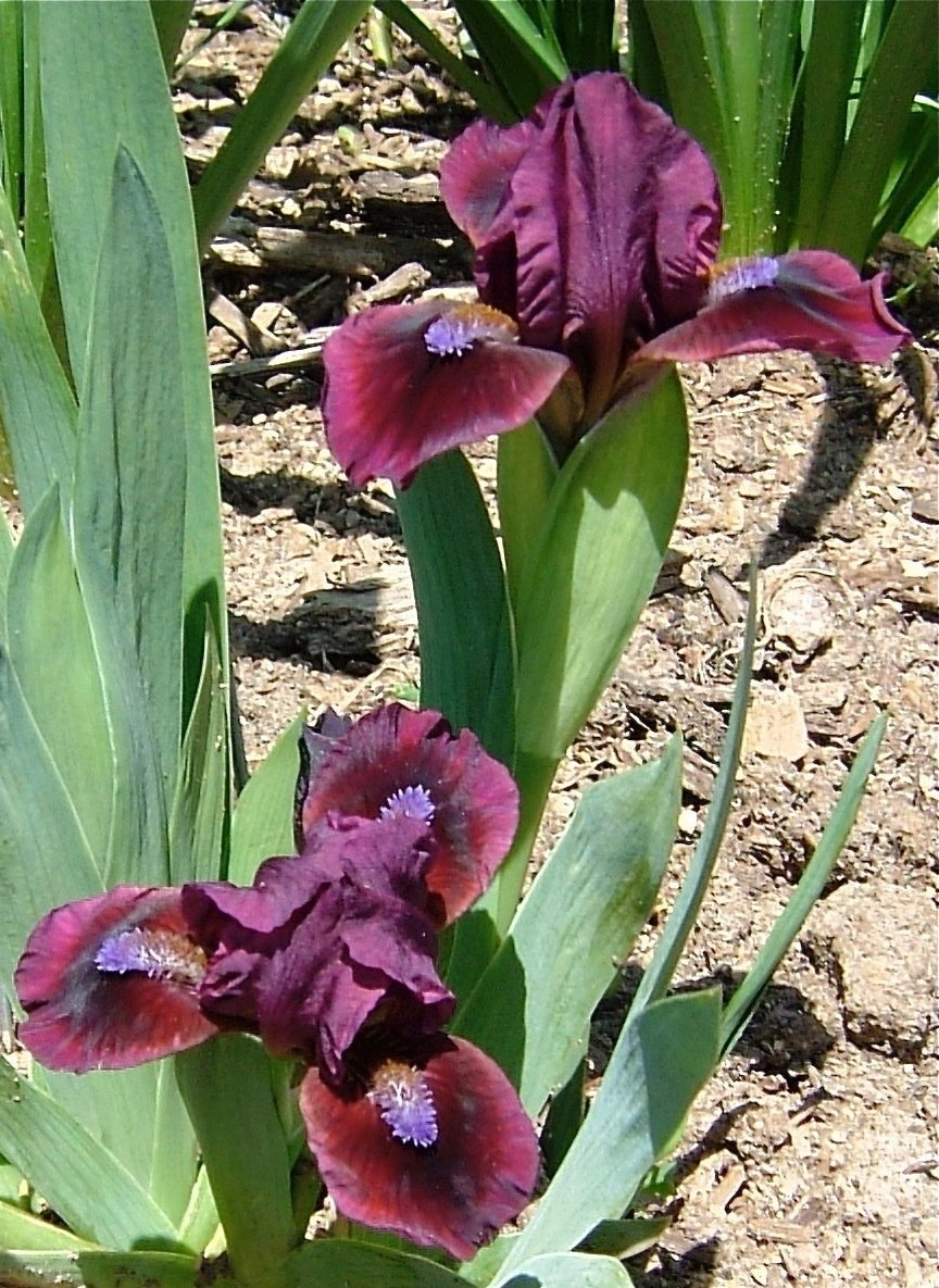 All Iris A-Z – Iris Catalog