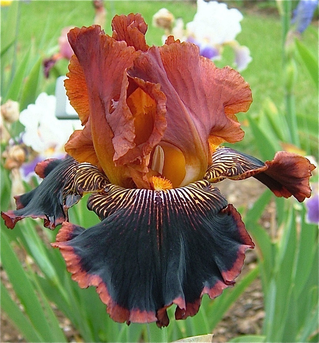 All Iris A-Z – Iris Catalog