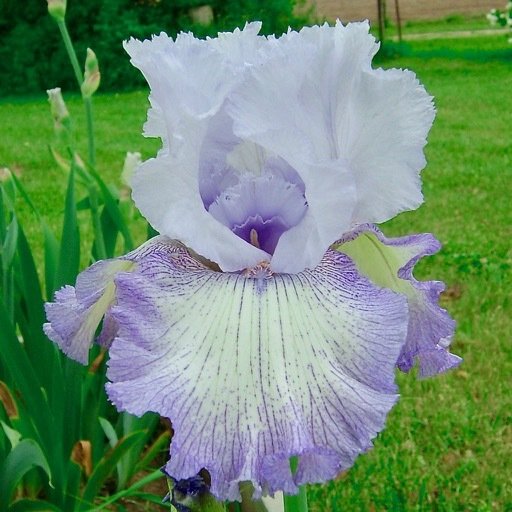All Iris A-Z – Iris Catalog
