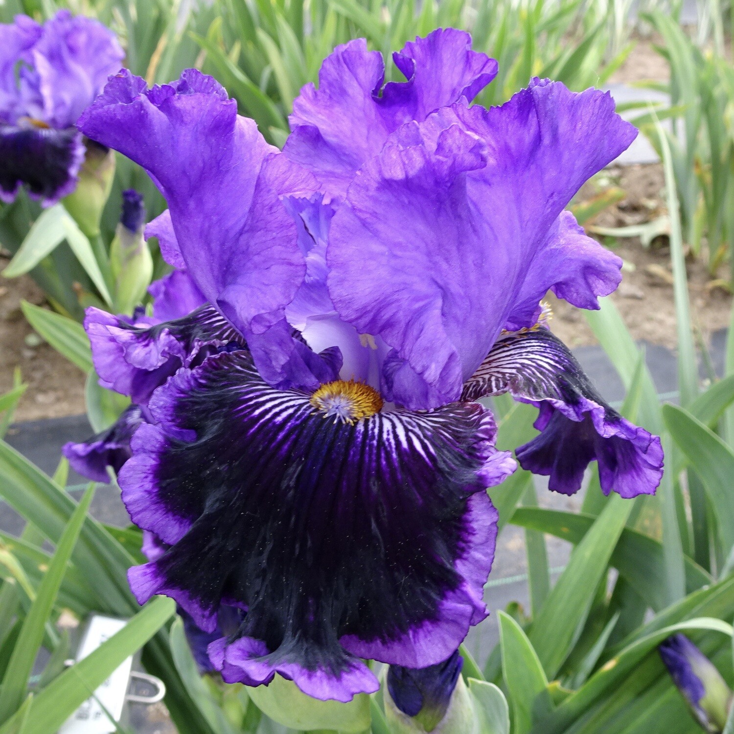 Iris ☆   OAD ＮEW YORK All Iris A-Z – Iris Catalog