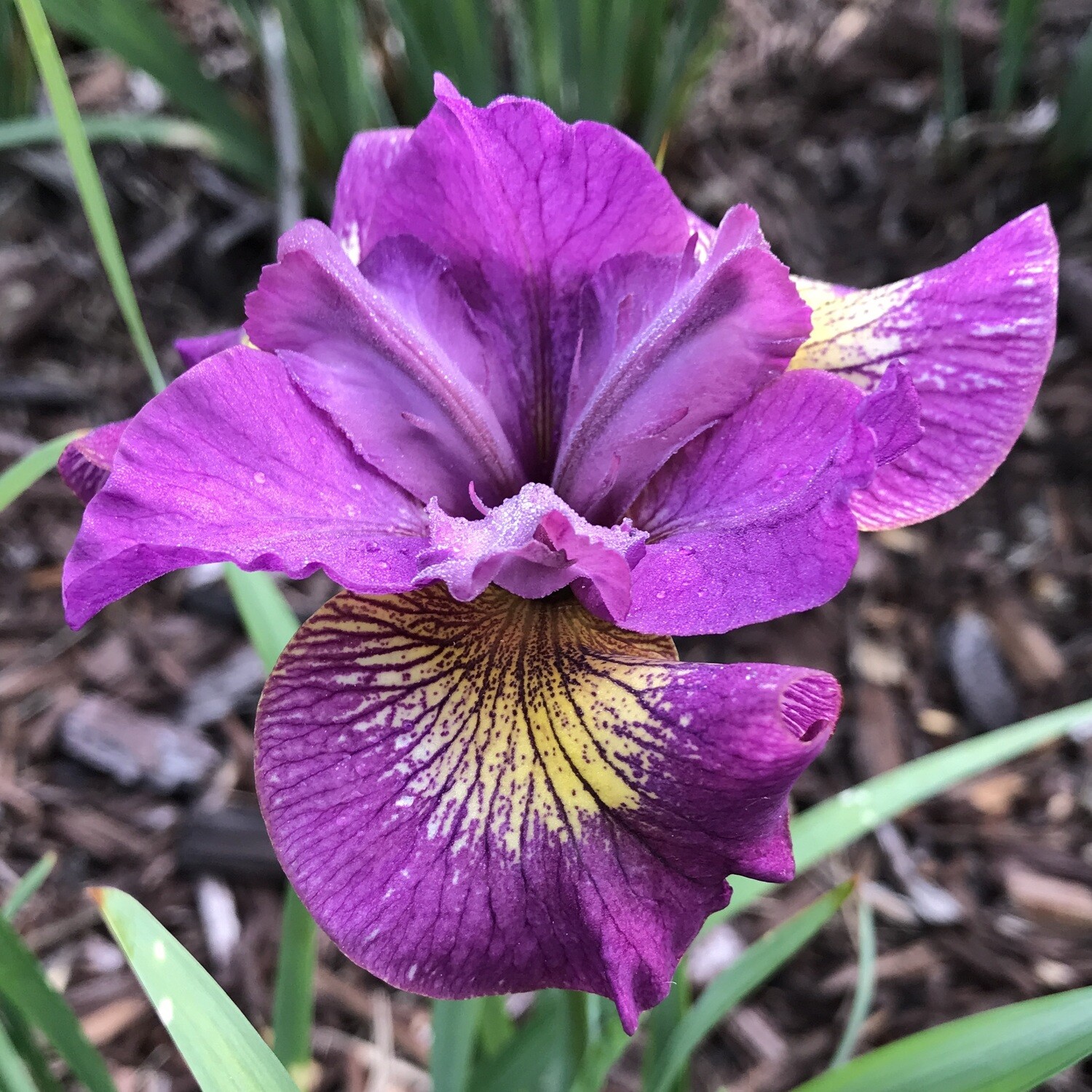 All Iris A-Z – Iris Catalog