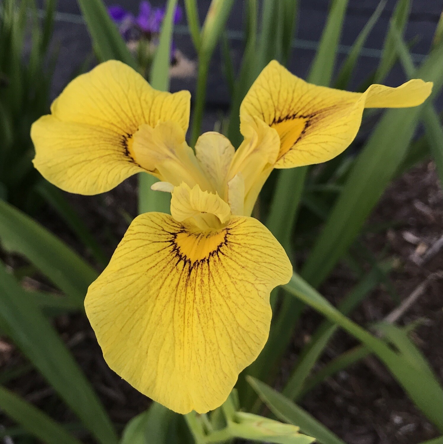 All Iris A-Z – Iris Catalog