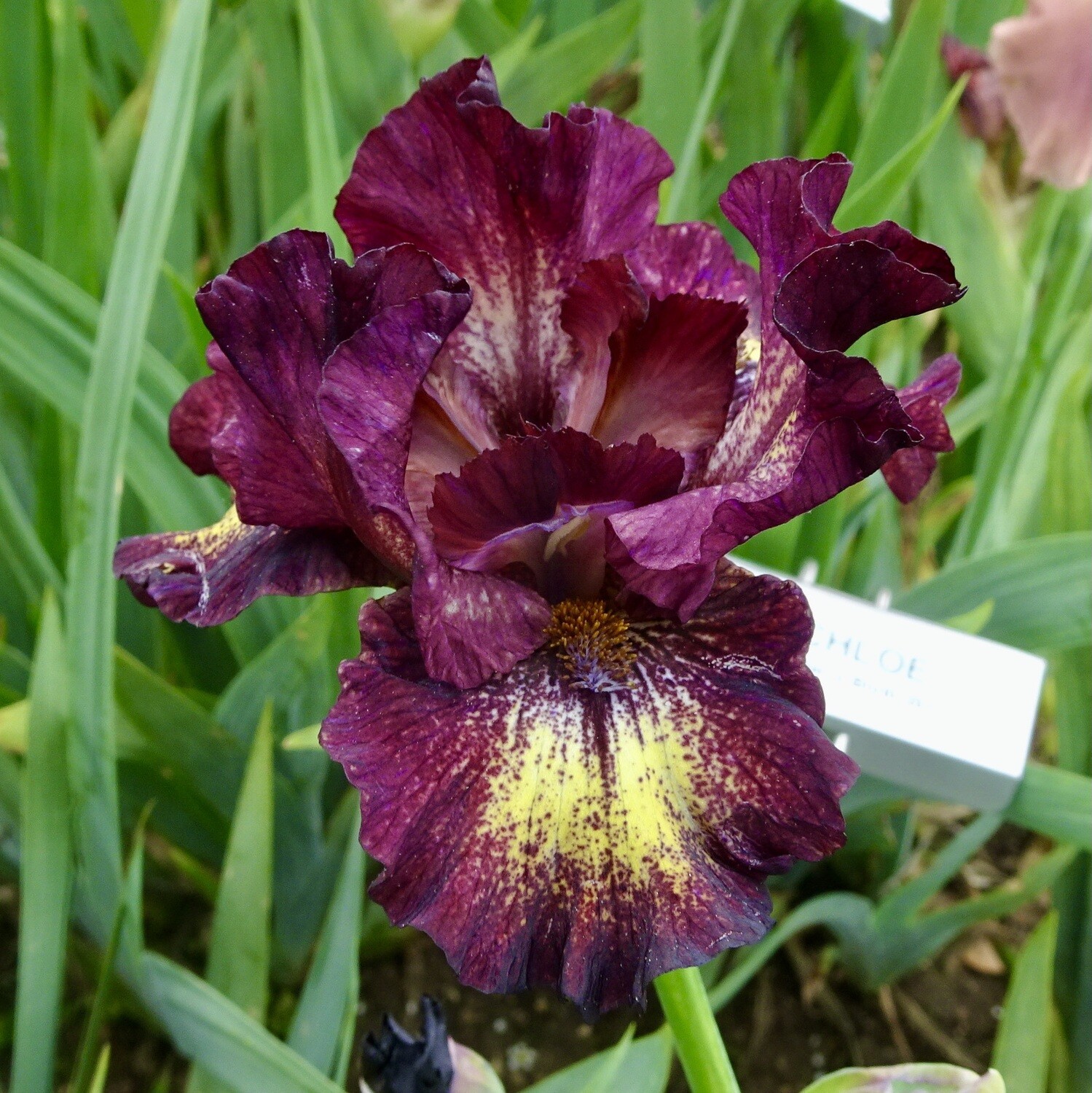 All Iris A-Z – Iris Catalog