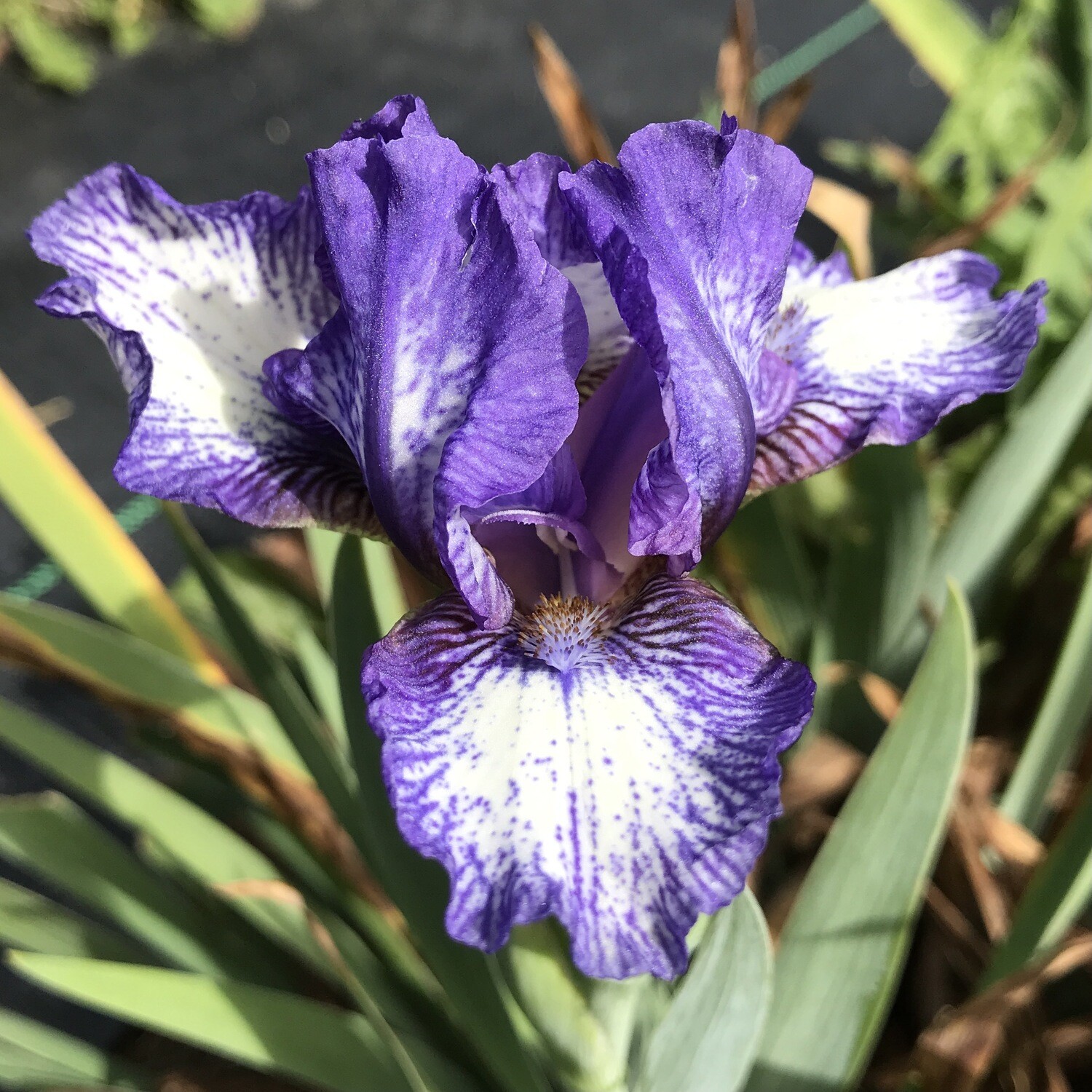 All Iris A-Z – Iris Catalog