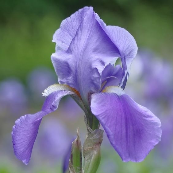 All Iris A-Z – Iris Catalog