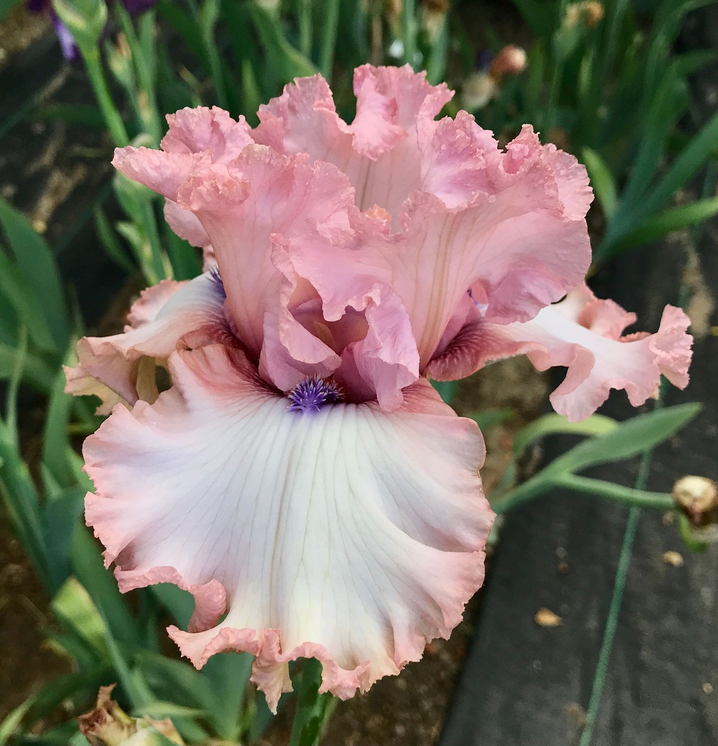 Don't Stop Believing